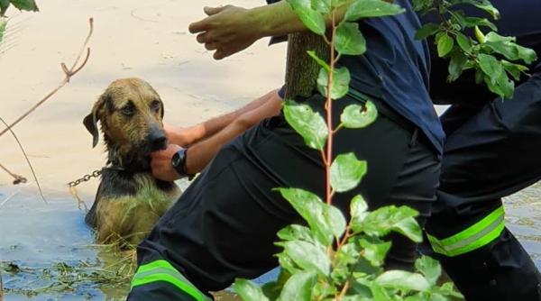 inundatii in romania caine salvat din calea apelor de angajatii mai