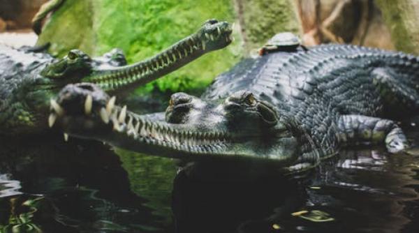 59 de pui de crocodil furati dintr un parc de animale