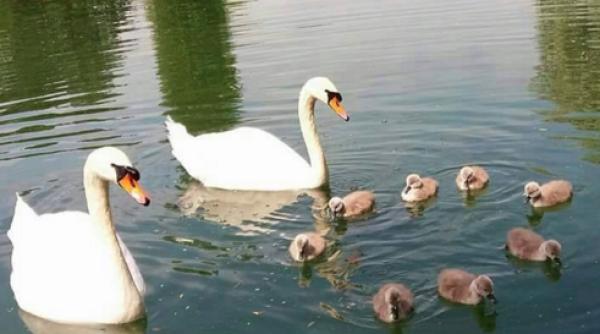 revoltator o lebada a murit de tristete ce i au facut niste tineri foto