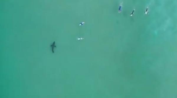 imagini ireale un rechin surprinde un grup de surferi