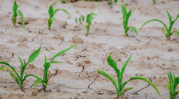 60 000 hectare de culturi agricole sunt afectate de seceta in galati