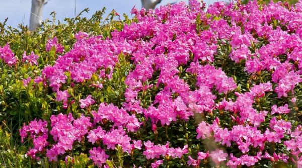 imagine revoltatoare flori distruse de turisti reamintim trogloditilor ca bujorul de munte e specie protejata