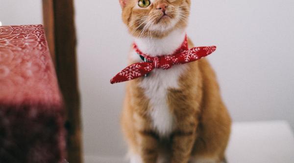 ti ai cumparat un caine sau o pisica tudor tim ionescu daca cineva imi aduce asa ceva ii rambursez toata cheltuiala