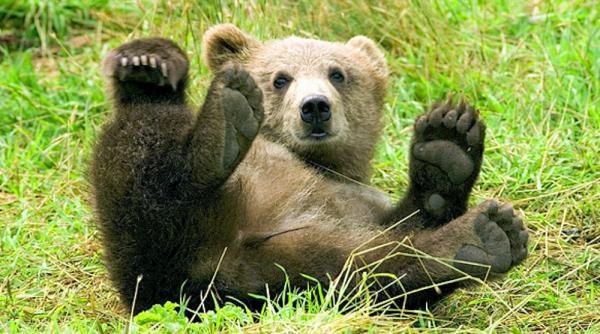 pui de urs ucis la predeal era ca si un caine al casei