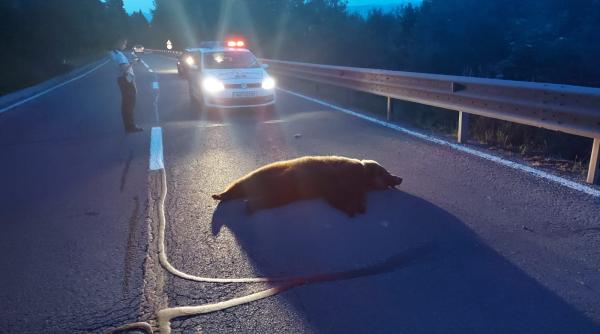 au facut accident cu ursul pe dn 13a trafic restrictionat