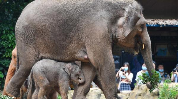 mister total sute de elefanti au fost gasiti morti in botswana