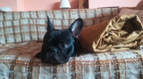 motive absurde tudor tim ionescu de ce oamenii isi abandoneaza cainii