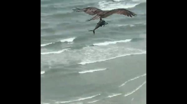 o pasare de prada a pescuit un peste asemanator cu rechinul