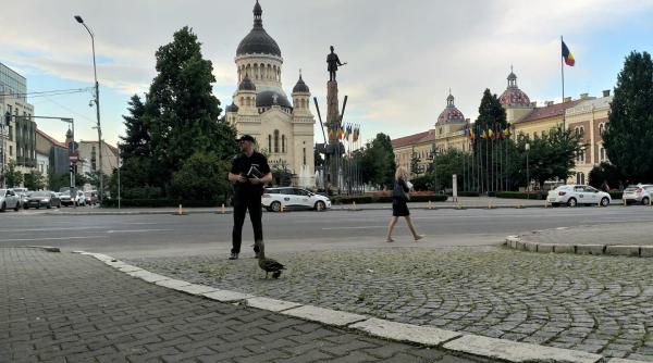 operatiunea inedita salvati ratusca si bobocul la un pas de tragedie in centrul clujului foto