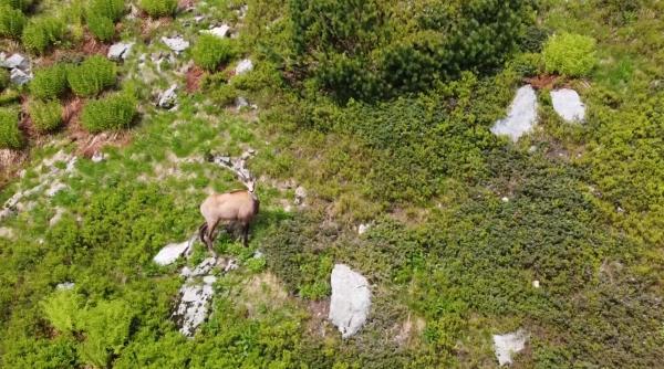 imagine superba capra neagra in mijlocul bujorilor de munte infloriti video