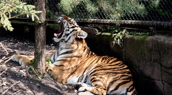 ingrijitoare de la o gradina zoologica ucisa de un tigru