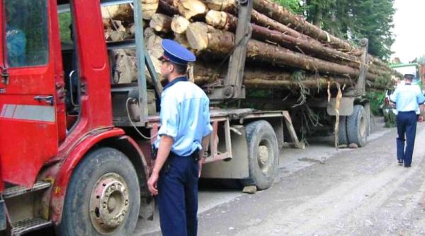 padurar retinut dupa ce i a ajutat pe hoti sa taie sute de copaci