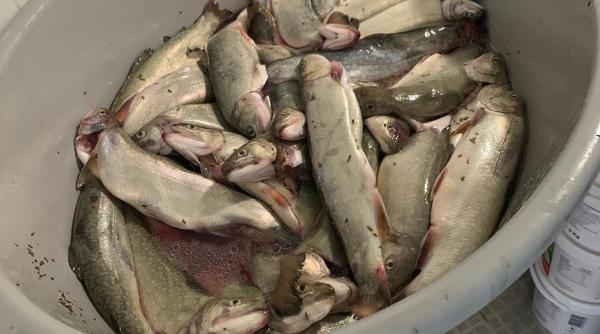 restaurant din brasov inchis in urma unui control opc mancare expirata