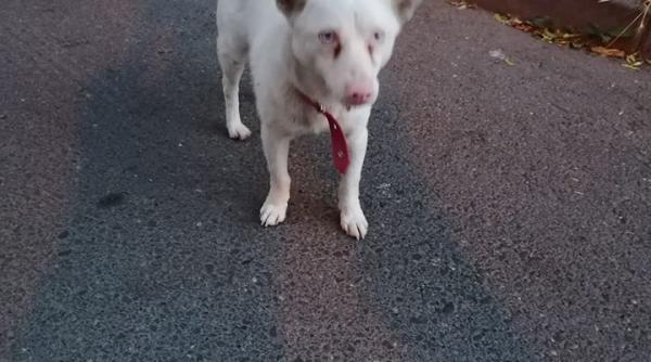 catel pierdut in bucuresti il recunoasteti sa il ajutam sa se intoarca acasa foto