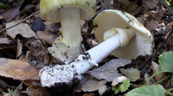 sase copii si un adult intoxicati cu ciuperci la o cabana din bran