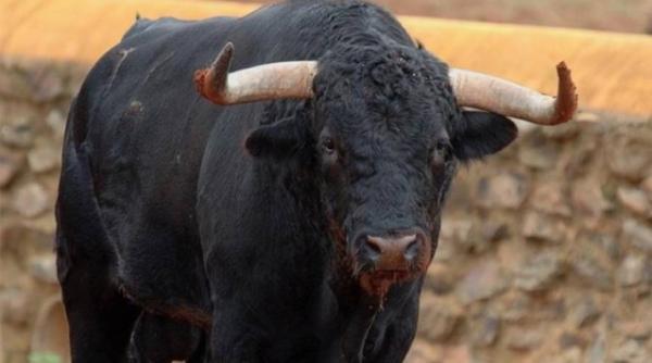 un taur a omorat un barbat si a ranit inca unul animalul a fost impuscat