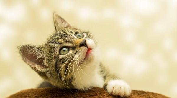 mostenire de 2 2 milioane euro descoperita de o pisica norocul unei femei