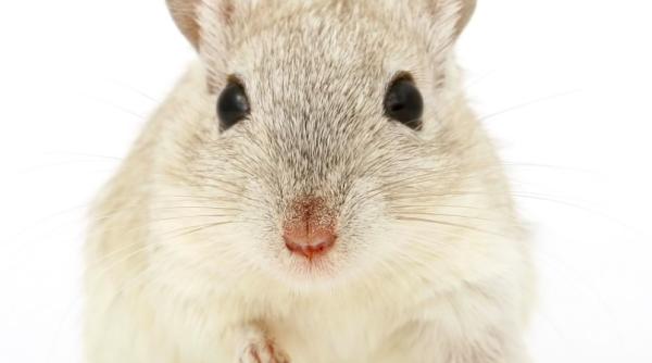 hamsterii pe cale de disparitie