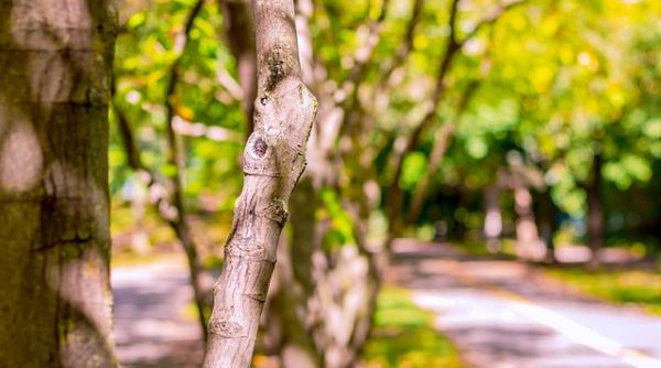 parc imens in sectorul 5 va fi depasit doar de herastrau