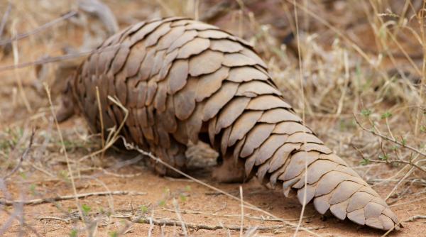 traficul cu pangolin a explodat avertisment onu