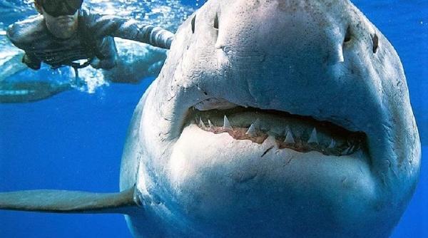 atac mortal tanar de 17 ani mancat de rechin