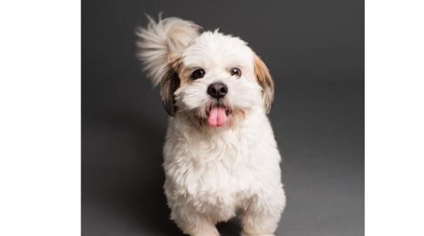 de ce catelul tau ia boabele din castron si le mananca in alta parte