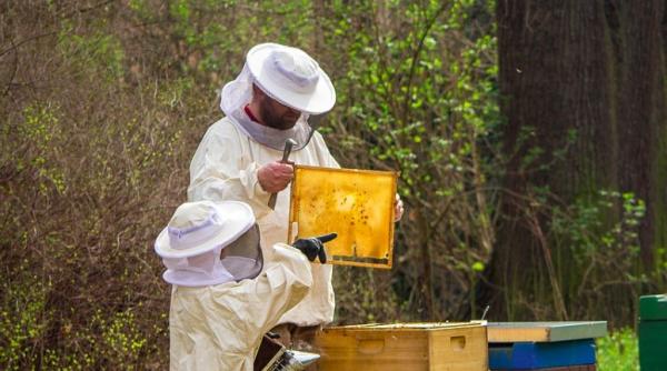 poza zilei ce legatura au apicultura si mastile de protectie