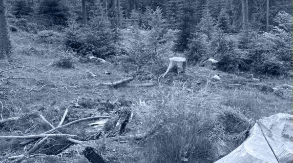 psd  pnl  frate cu securea  nu cu padurea