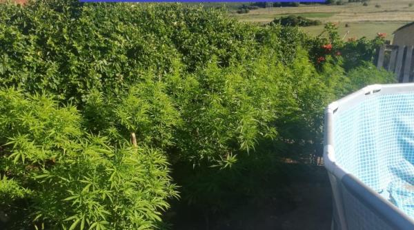cultura indoor de cannabis depistata in locuinta unui barbat