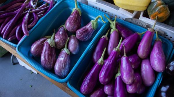 vinete reteta delicioasa cu cascaval bonus e usor de pregatit