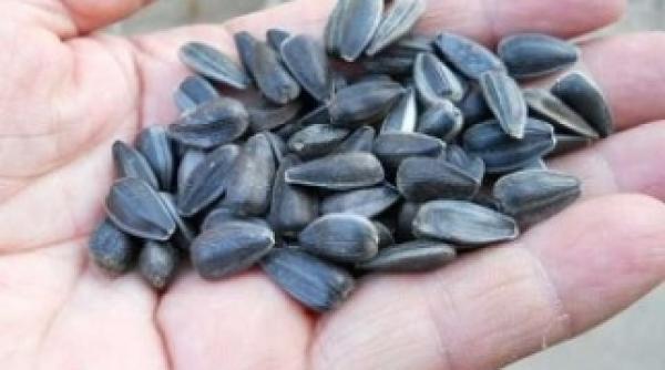 masuri extreme pentru combaterea coronavirus consumul de seminte interzis pe strazi