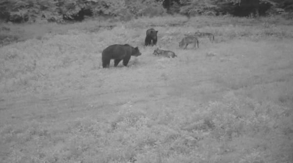 cand se intalnesc ursii si lupii ofera un spectacol impresionant video