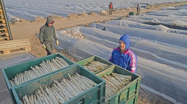 romanii i au lasat pe nemti cu ochii in soare patronii au ramas cu sparanghelul si capsunele pe camp