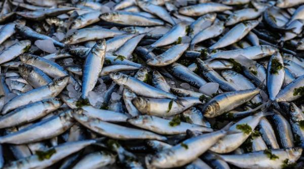 verificari la bucur obor titan si delfinului val de amenzi