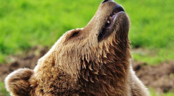 incredibil trei pui de urs au murit loviti de tren de atunci ursoaica isi cauta puii