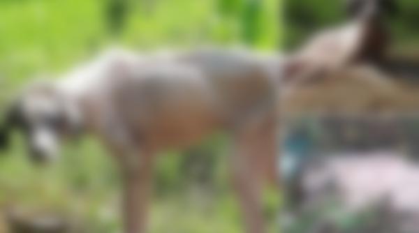 imagini de groaza cum a fost gasit un caine in romania medicul n a mai vazut asa ceva el inca mai are lumina in ochi