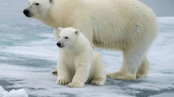ursii polari vor disparea pana la finalul secolului