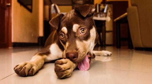 stiai urmatorul lucru despre cainele tau raspunsul s ar putea sa te surprinda