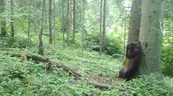 imaginile zilei  prc e2prc 80prc 9dbalooprc e2prc 80prc 9d a gasit solutia pentru mancarimea de pe spate