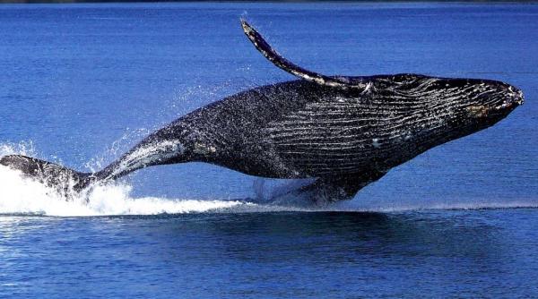 o femeie a fost zdrobita de doua balene cu cocoasa cum s a petrecut tragedia