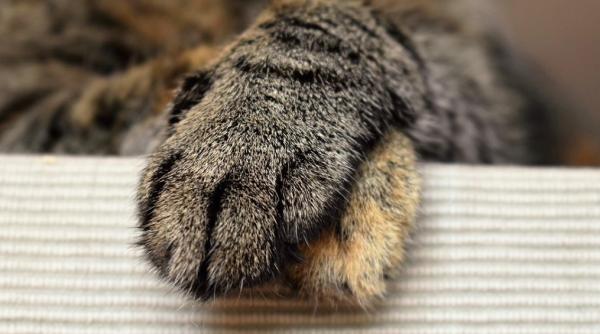 o pisica retinuta pentru trafic de droguri a evadat din inchisoarea de maxima securitate