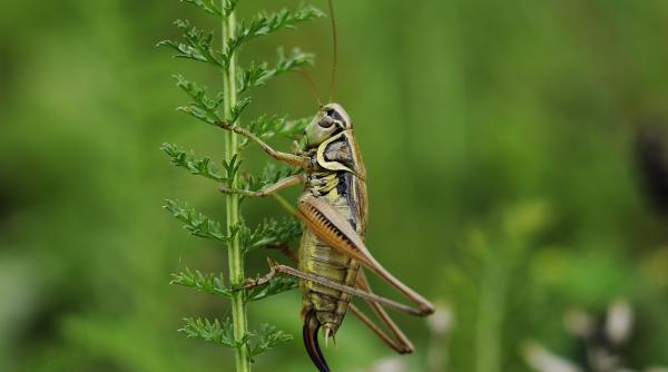greieri zombie din cauza unor ciuperci cercetatorii uluiti
