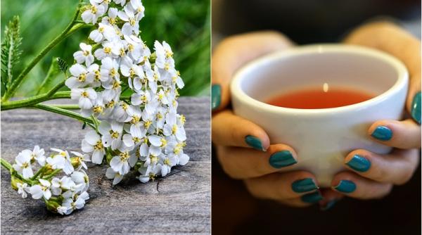 ceai de coada soricelului beneficii nebanuite in ce probleme de sanatate te poate ajuta