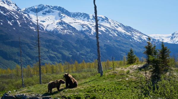 greseli uriase pe care le poti face cand te intalnesti cu ursul chiriac wildlife romania reguli de aur pentru turisti