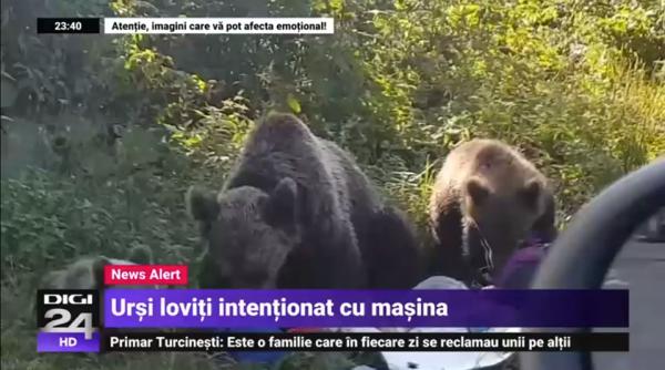 ursoaica cu pui lovita intentionat cu masina de turisti