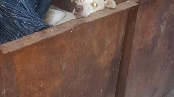 imagini de groaza in r moldova caine batran aruncat la gunoi