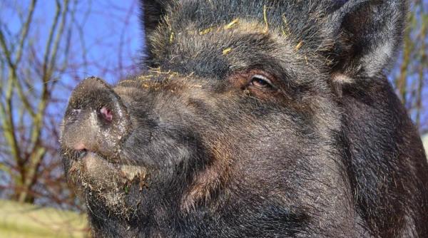 foto un mistret jucaus a lasat un nudist fara laptop cursa care merita vazuta