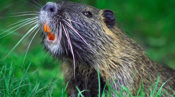 povestea uimitoare a castorilor care si au castigat dreptul de a ramane in zona unui rau