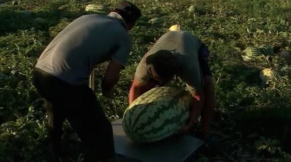 pepene urias in gradina unui fermier rus