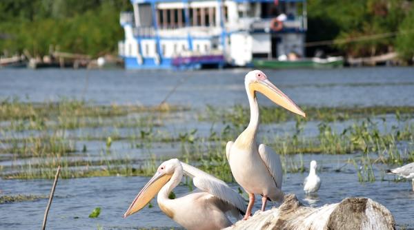 republica delta dunarii nu mai respecta legile romaniei